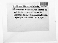 Puccinia schmidtiana image